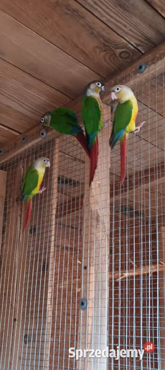 Papugi nimfy rozelle kanarki faliste Starogard Gdański