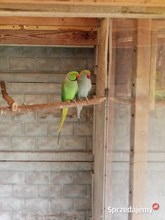 Aleksandretty obrożne Grodzisk Wielkopolski