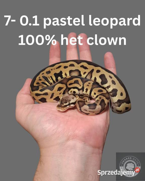 Pyton Królewski Pastel Leopard Het Clown