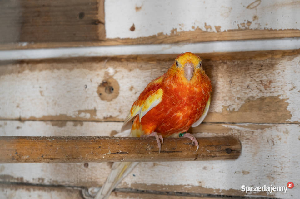 Świergoty para 20202022 Chmielnik