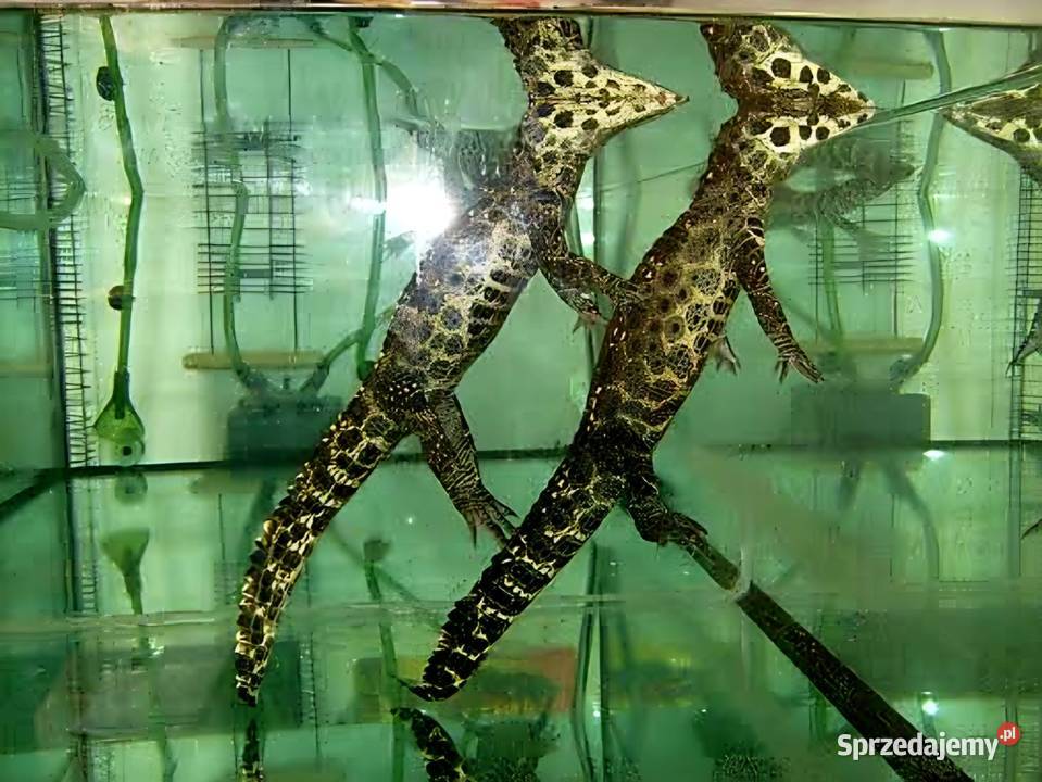 Młode Krokodyle krótkopyskie Osteolaemus Katowice