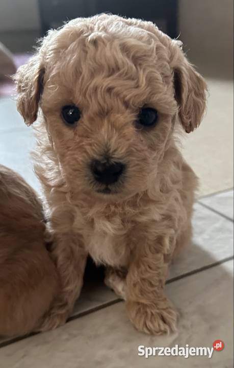 Piesek bichpoo bichon frise pudel toy nie Warszawa