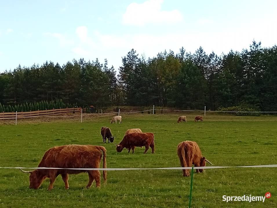 Krowy Highland stado 12 bydło mięsne szkockie Płachty