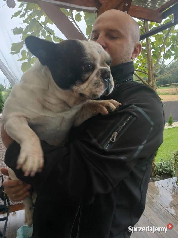 Buldog francuski piesek Przeczów