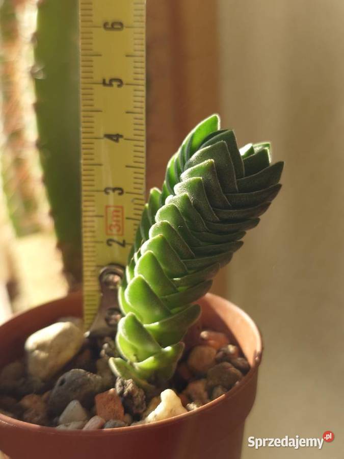 Crassula Kimnachi Buddhas Temple grubosz Warszawa