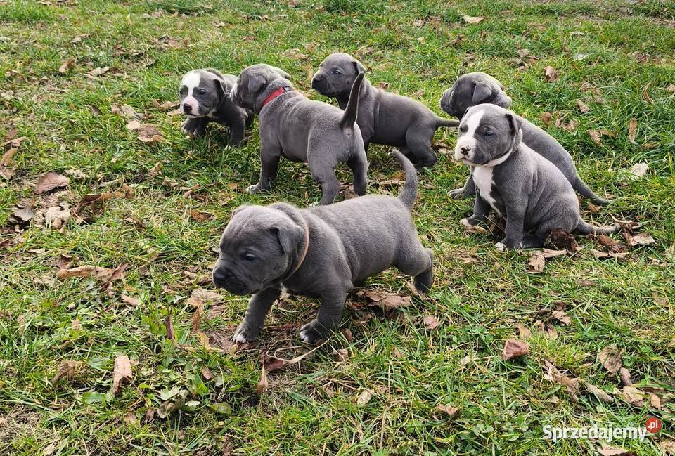 American PitBull Terrier Żupawa sprzedam
