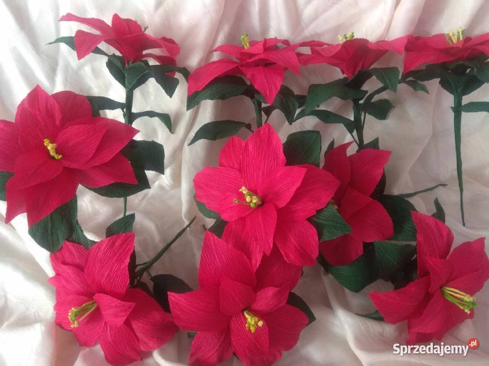 Gwiazdy betlejemskie Kompozycje kwiatowe Gorlice