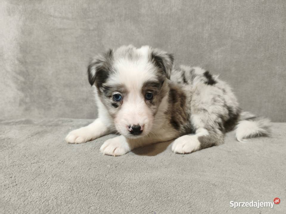 Suczka Border collie blue merle z rodowodem z Rymanów