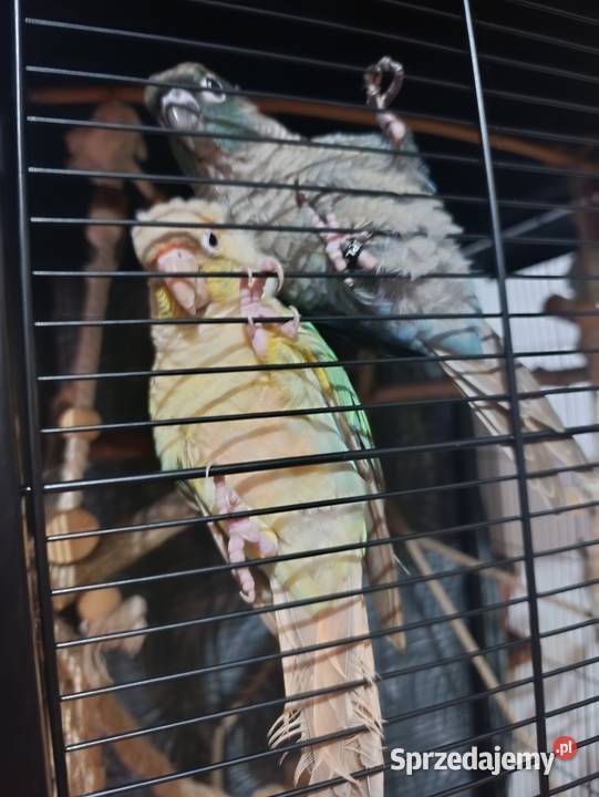 Rudosterki szukają nowego dobrego domku z całym Katowice