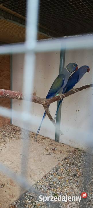 Aleksandretta Aleksandretty obrożne Częściowa śląskie sprzedam