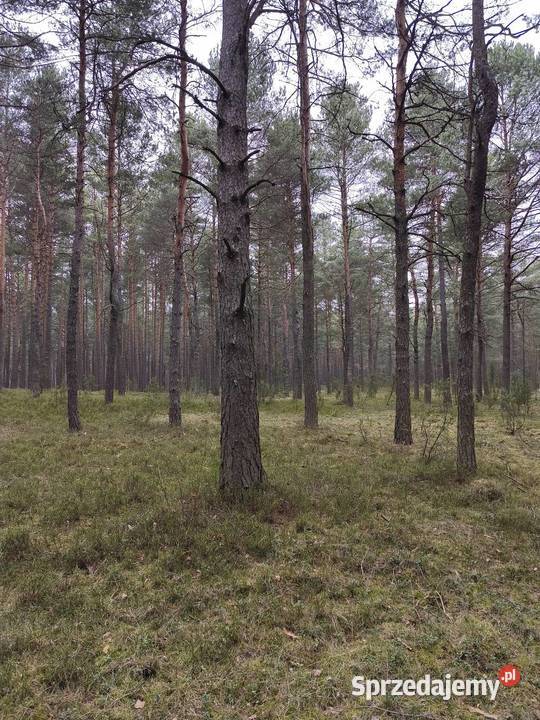 Sprzedam działkę leśną las Kotowice