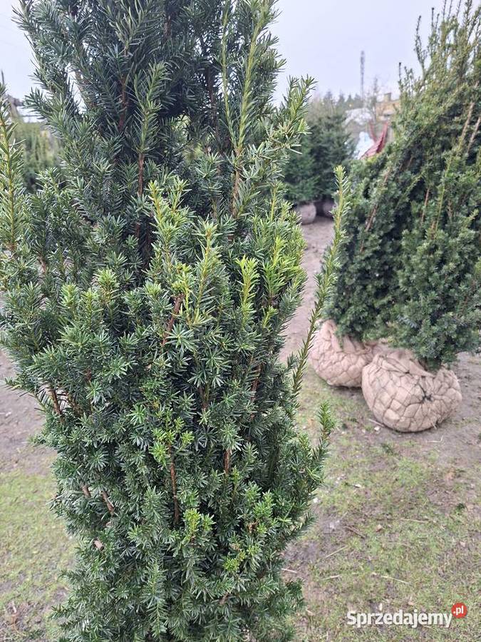 Mega Wysoki Żywopłot Cis Hicksii Mszczonów