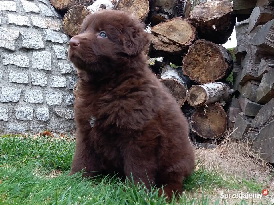 Owczarek niemiecki czekoladowy długowłosy Świerklany