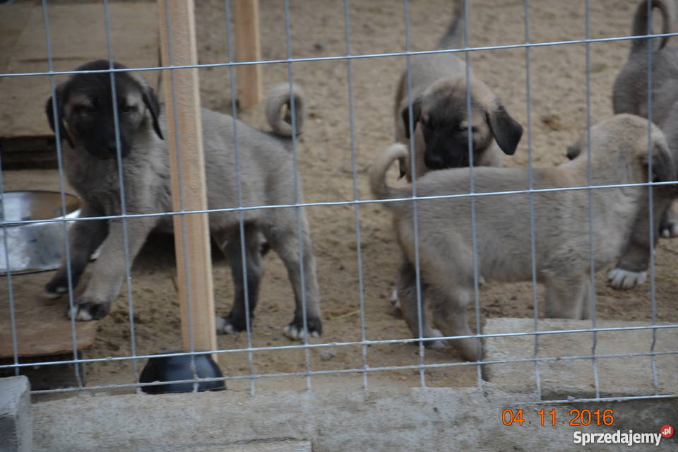 kangal anatolian ZKwP FCI piesek Wschowa sprzedam