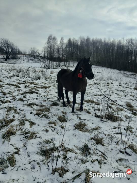 sprzedam klacz zimnokrwistom Ropczyce