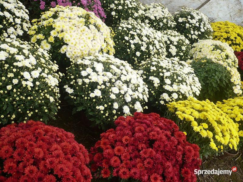 Chryzantemy Doniczkowe Drobnokwiatowe Kraków Niepołomice
