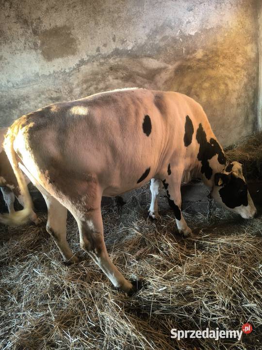 Jałówka wysokocielna mazowieckie