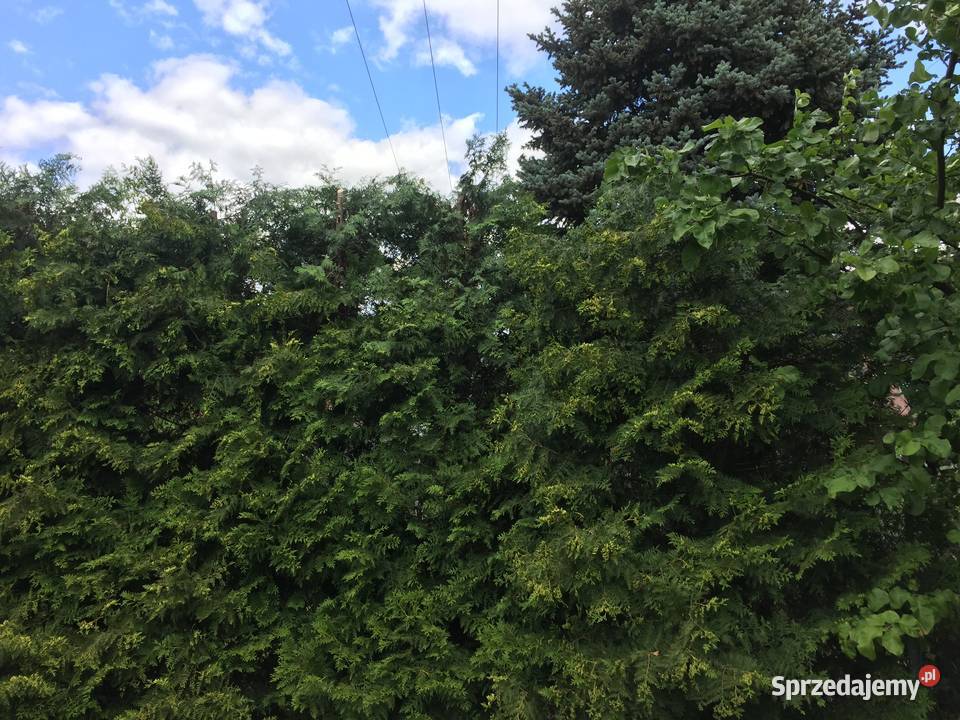 Sprzedam działkę ROD Jaroszówka sprzedam