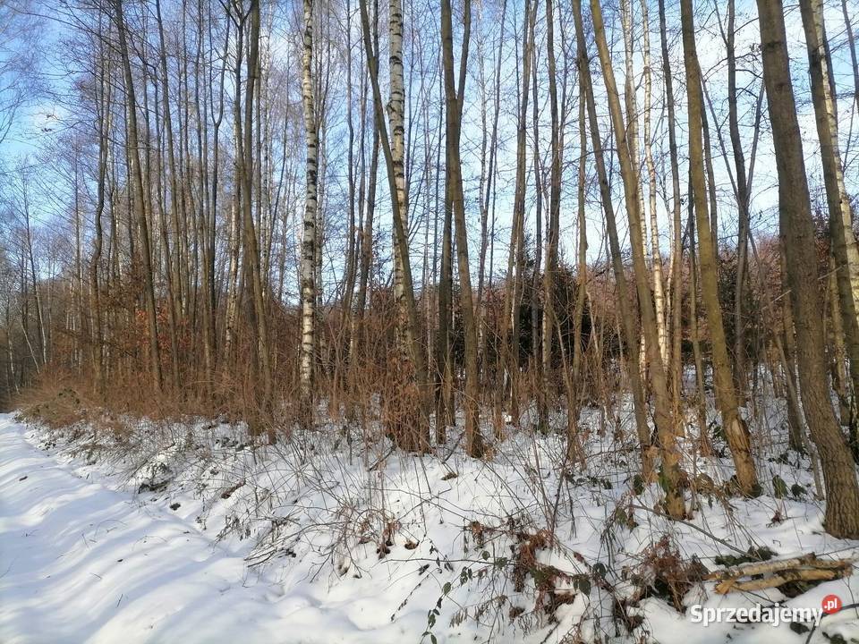 Las 27ar stasiówka koło Dębicy dojazd
