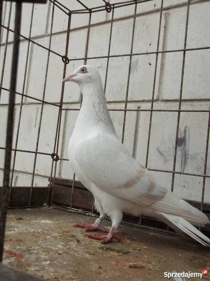 Sprzedam gołąbki ozdobne mazowieckie Garwolin