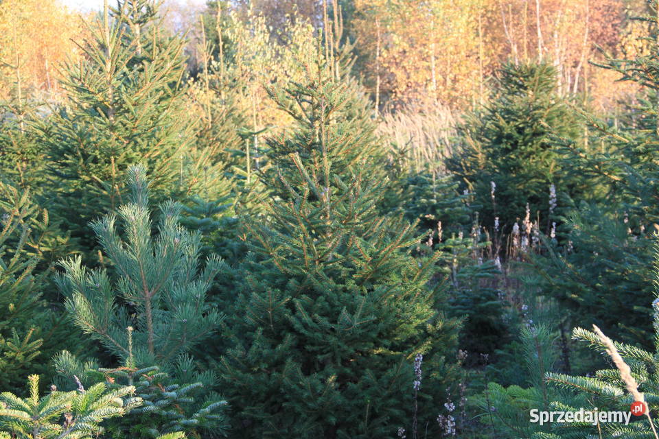 Świerk srebrny pospolity choinki plantacja Trzebieszewo