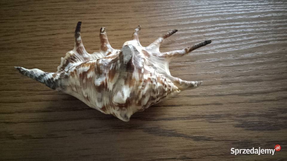 Muszla lambis 15 Nakło nad Notecią