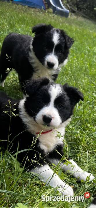 Szczenięta Border Collie DO ODBIORU sprzedam