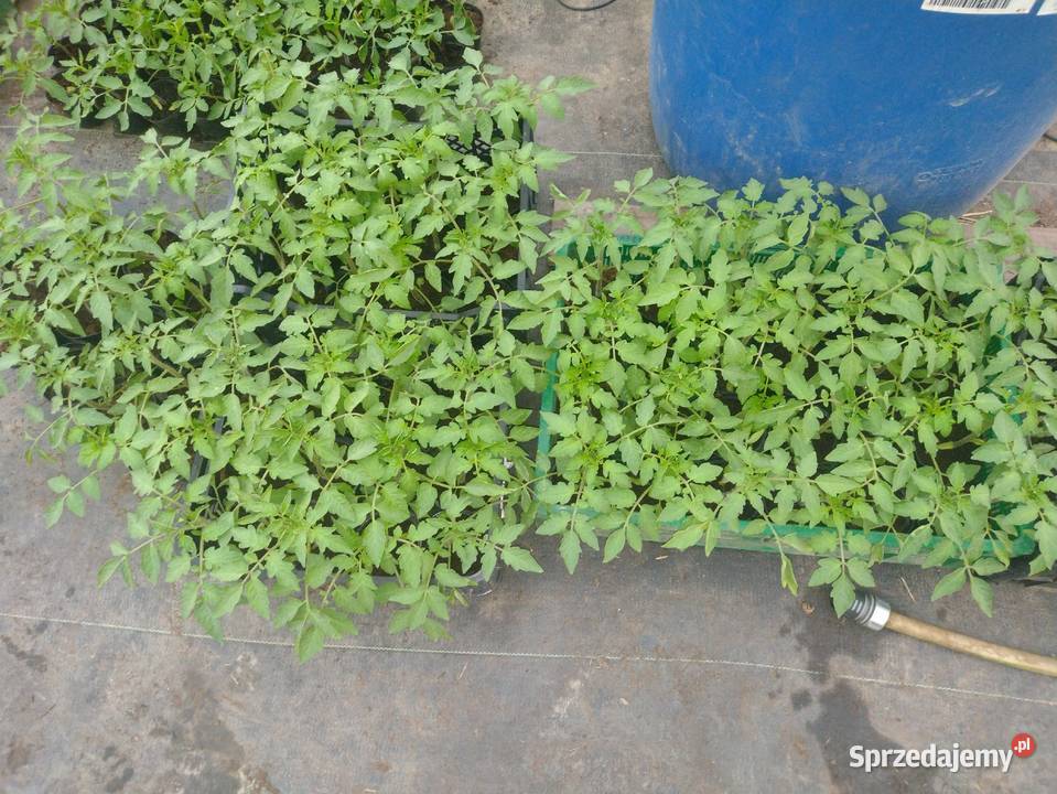 Sadzonki pomidorów Bielsko-Biała