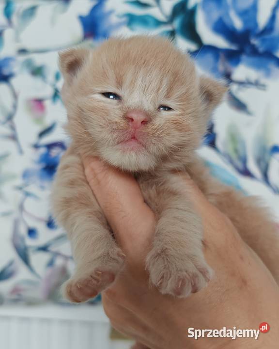 Kocurek Maine Coon Blue Aura Maine Coon dolnośląskie Wrocław