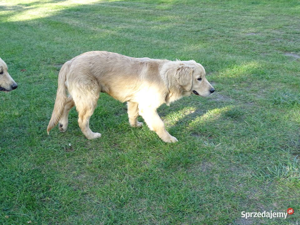 Golden retriever 5 miesięczne Przysucha