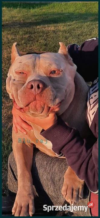 Facebook Blu raj hodowla Amstaff Instagram