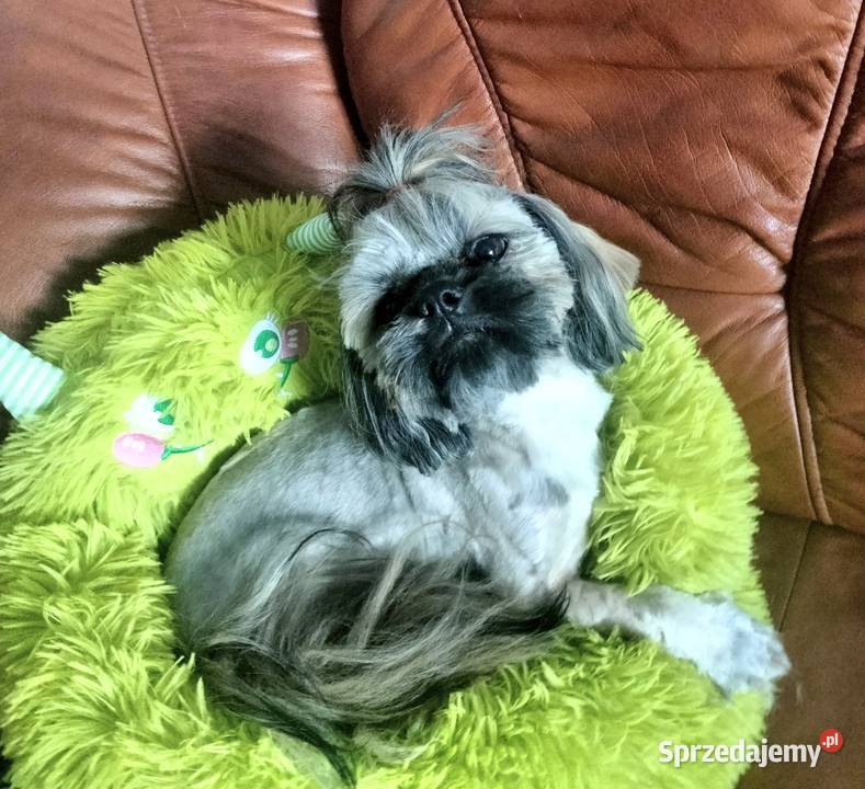 Shih tzu FCI piesek Wałbrzych sprzedam