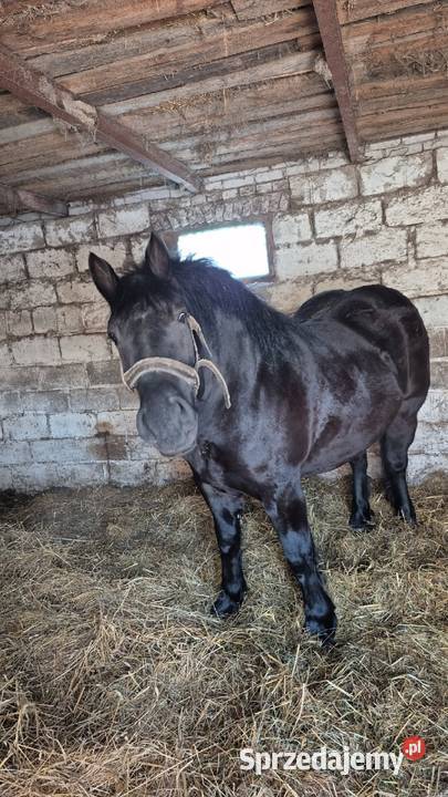 Sprzedam spokojna kara Zwierzęta Ostrów Lubelski