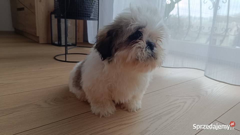Szczeniaki shih tzu Tarnów