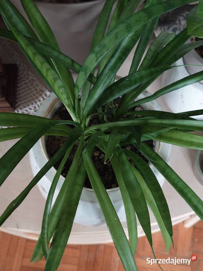 Sansevieria parva Kenya Hyacinth duża Warszawa