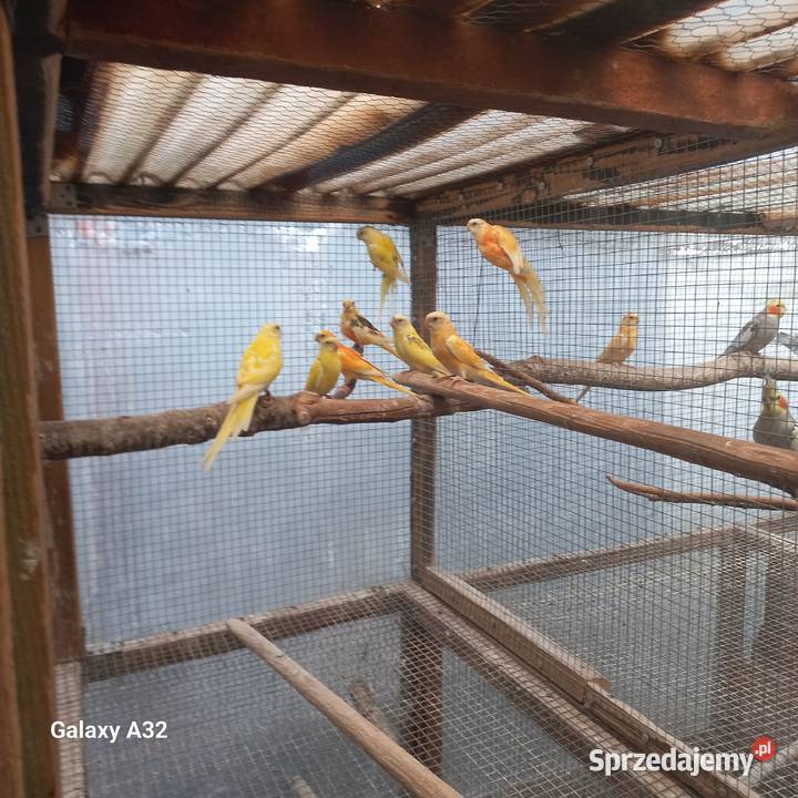 Świergotki seledynowe dorosłe i młode