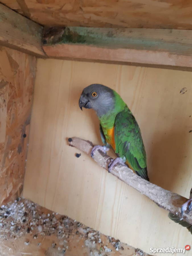 Oratrix barwinka senegalka Trojanów sprzedam