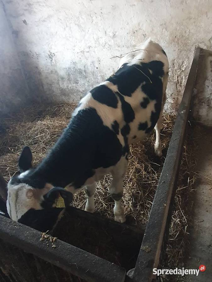 Sprzedam byczka 8 miesięcznego Młynice