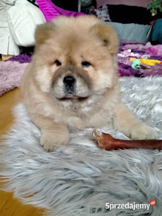 Piękny Piesek chow chow warszawa sprzedam