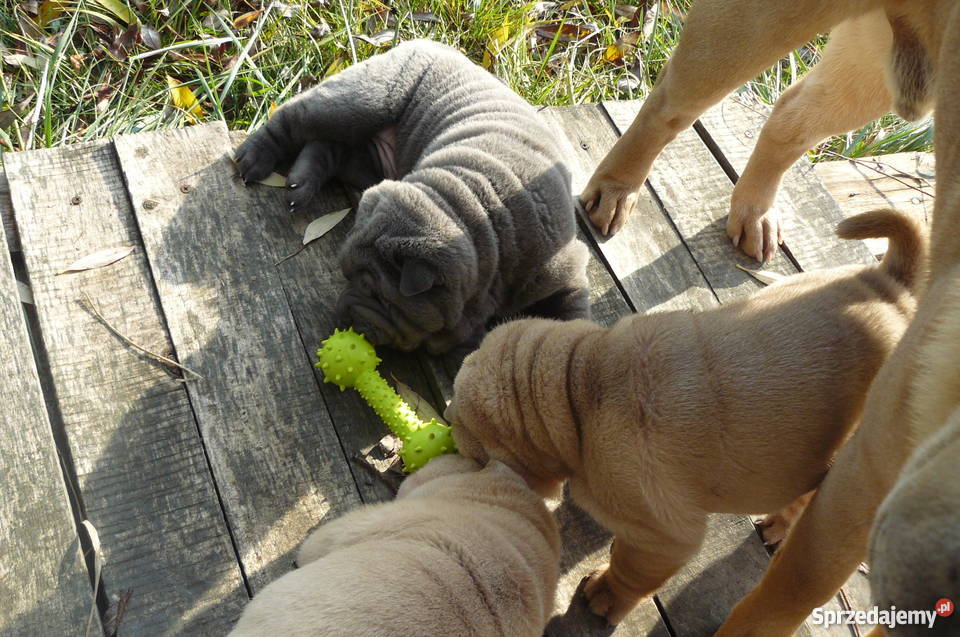 SHAR PEI SZCZENIĘTA FCI NA SPRZEDAŻ Mierzyn sprzedam