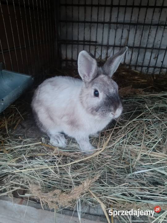 Króliki miniaturki małopolskie Wola Radłowska