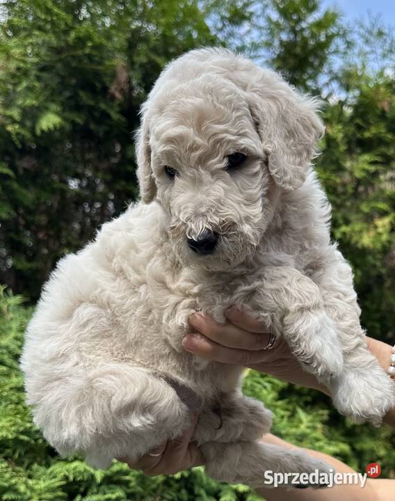 SZCZENIĘTA PUDEL KRÓLEWSKI CZRNE I ZŁOTE Częstochowa