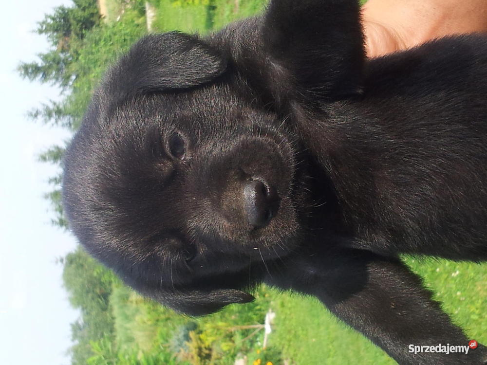 szczeniaki rasy Labrador REZERWACJA