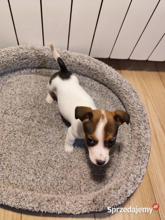 Jack Russell terrier sprzedam