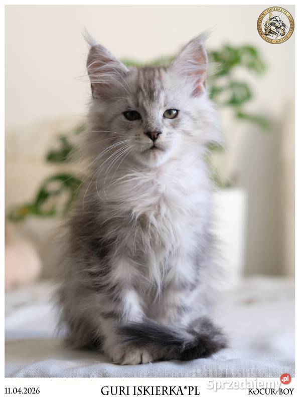 Guri uroczy jegomość kocurek maine coon Warszawa