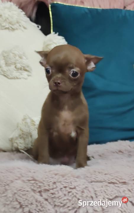 Gotowa Do OdbioruCzekoladowa Laleczka Chihuahua Ciszkowo
