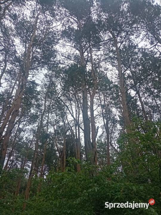 Las sosnowy Łuszczów Lublin