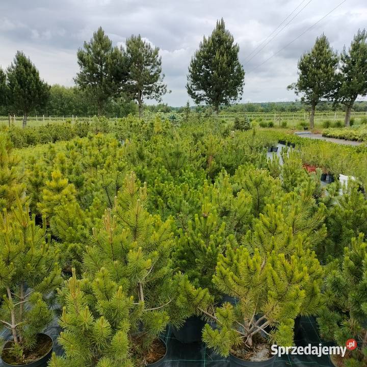 Sosna kosodrzewina pumillio czarna limba Jelitów
