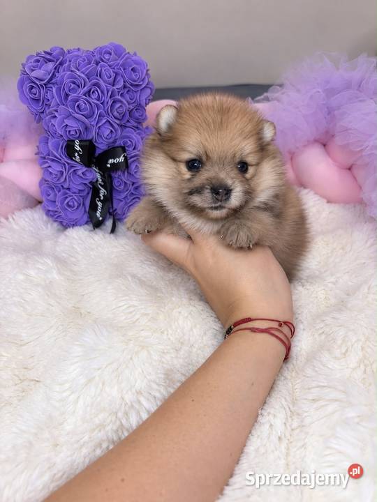Sunia szpic miniaturowy pomeranian Orange Merle łódzkie Bełchatów