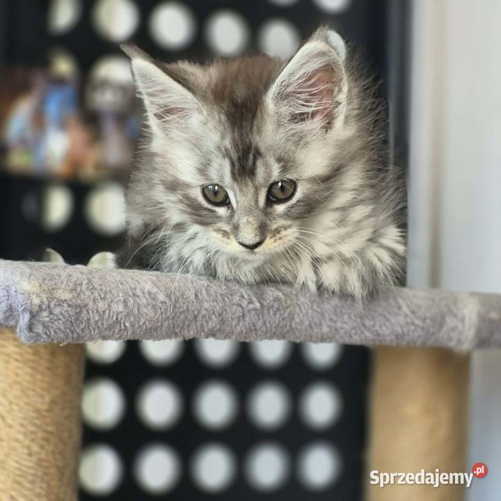 Maine coon kocięta